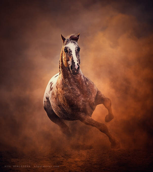 30 идеальных фотографий лошадей – грация, краса и сила грация, животные, лошадь