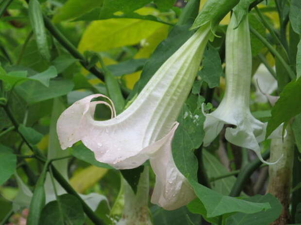 Brugmansia Frosty Pink