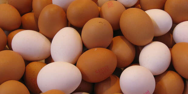 Картинки по запросу Отличие белых и коричневых куриных яиц