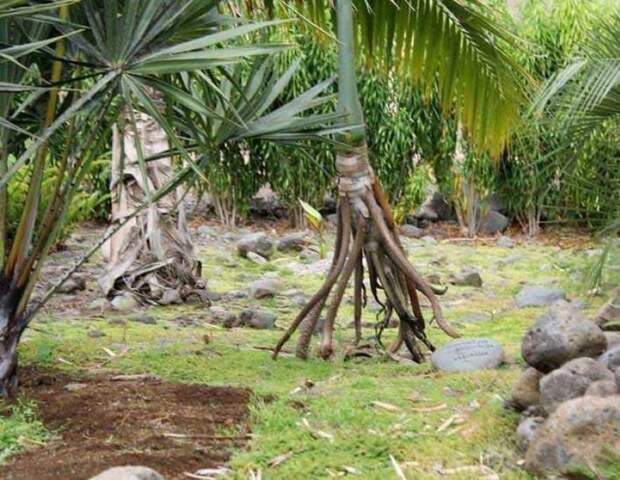 На фото - Ходячая пальма. Так называют растение Socratea exorrhiza, так как пальма, буквально, умеет перемещаться по ландшафту.-2