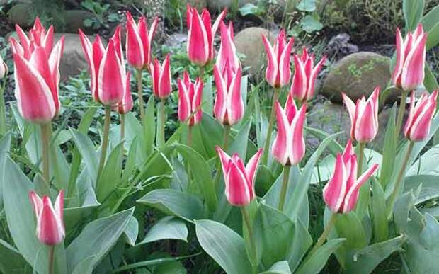 plants0515-8.jpg