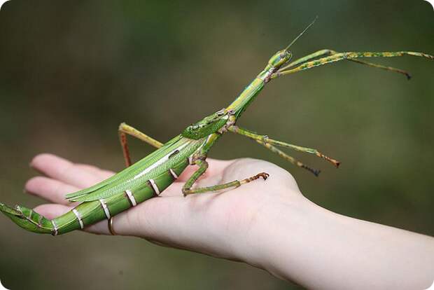 living stick