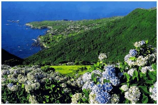Ботанический заповедник на островах Сан-Мигель и Флорес, расположенных на субтропическом архипелаге – Азорские острова великоление, красота, природа, путешествия, цветочные туры