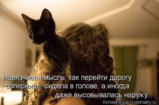 Новая котоматрица для всех (33 фото)