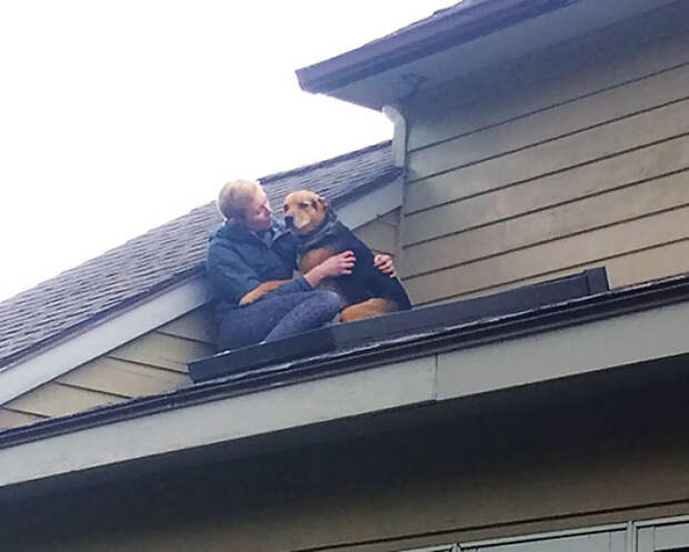 Somehow Our Dog Opened The Upstairs Screen Door And Ended Up Following Our Cat Onto The Roof. He Required Consoling Before Coming Back Inside