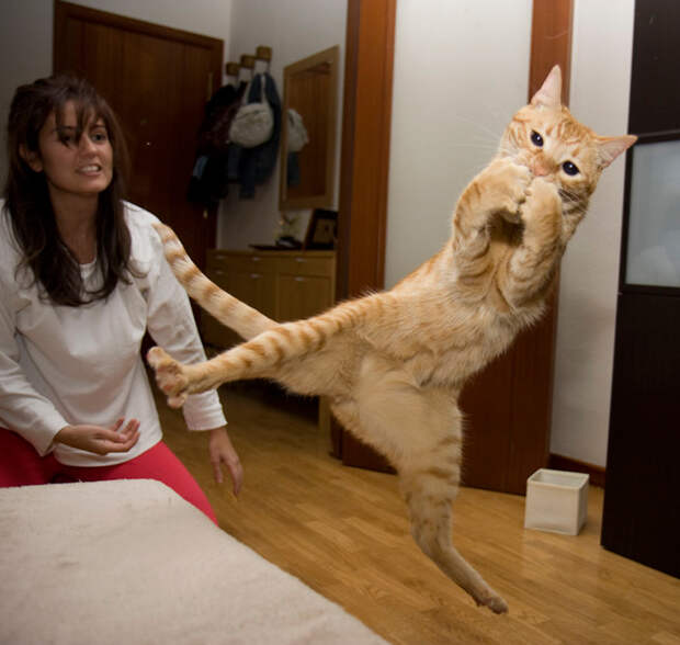 Кошки, пойманные в прыжке.