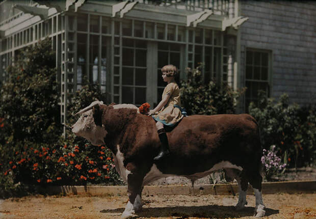 A Child Sitting On A Hereford Bull Near Pleasanton, California, 1926