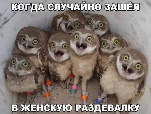 Господи, почему я не родилась мальчиком? Шкаф открыл, что выпало, то и надел продать, проблема, турков, придется, только, Ничего, чемодан, может, смогу, проблемы, всегда, русский, хорошую, фигуру, первая, повыхватывали, своих, любому, поводу, подходит