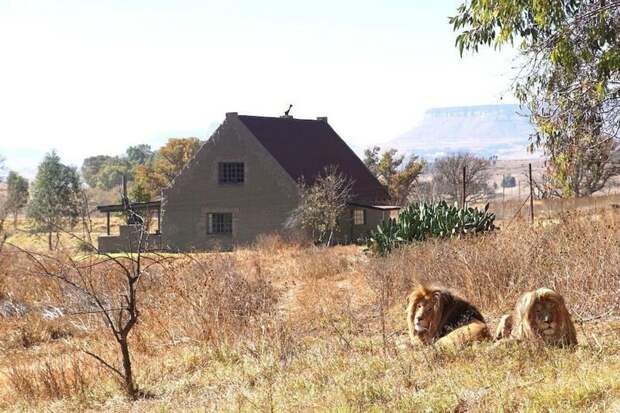 Южноафриканский заповедник сдает дом с 70 львами по соседству африка, видео, дом, животные, жилье, заповедник, лев, львы