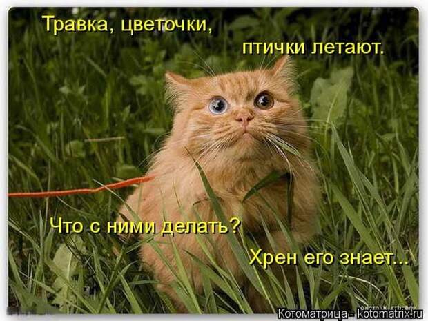 Позитив зверский с забавными надписями Позитив зверский с забавными надписями