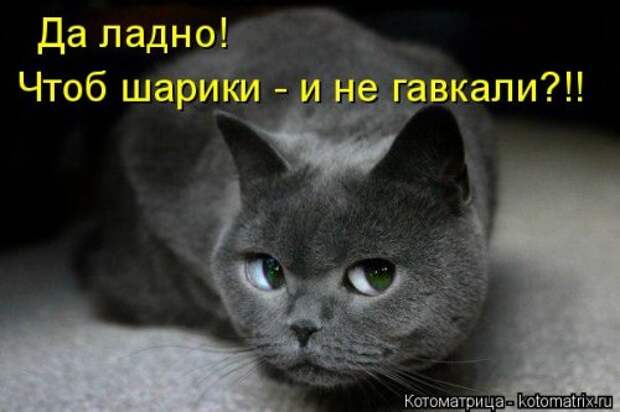 Свежая котоматрица на Бугаге (25 фото)