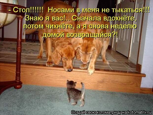 Прикольные и добрые котоматрицы на любой вкус и цвет(32 фото)