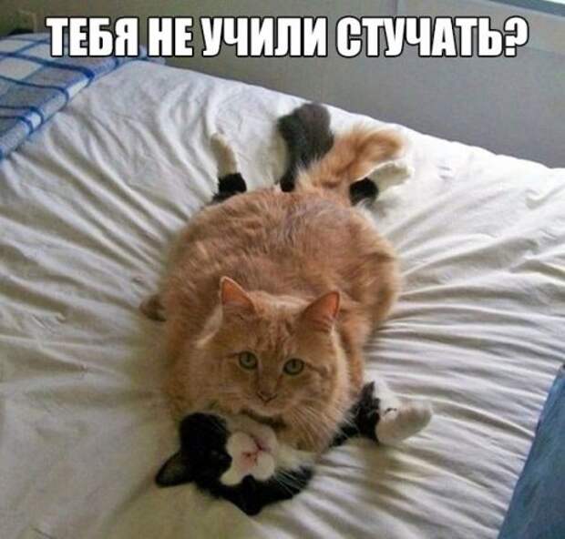 Прикольные фотомемы (22 шт)