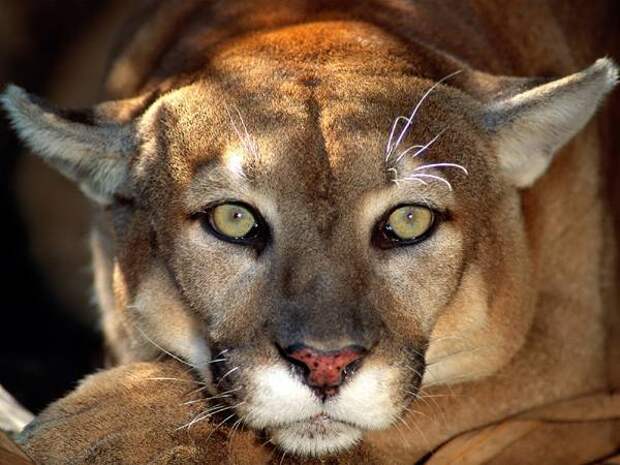 Самые редкие животные кошки планеты Флоридская пума (Puma concolor coryi), фото хищные кошки фотография