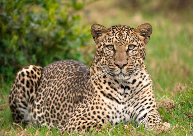 Страна бегунов, леопардов и голландских роз: интересные факты о Кении