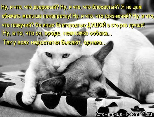 Лучшие котоматрицы недели (50 фото)