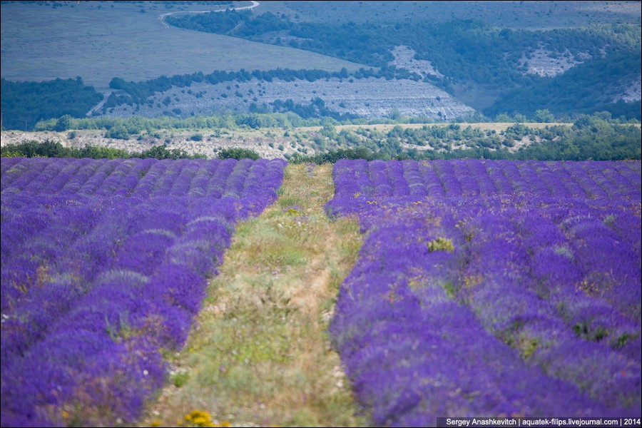 Lavenderfields05 Крымский Прованс. Лавандовые поля в Крыму