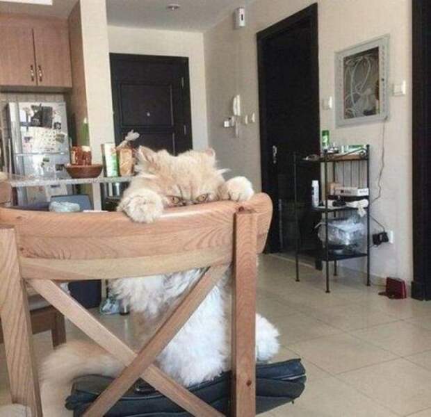КОТОприколы