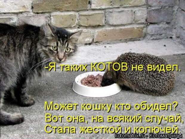 Новая котоматрица на Бугаге (32 фото)