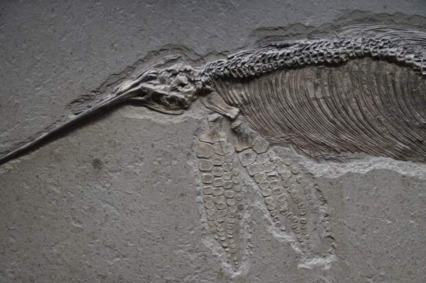 Кости ихтиозавра обнаружили в Самарской области