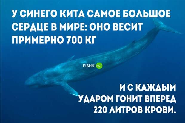 11 удивительных фактов о сердце, которые заставят ваше сердце биться чаще НАУЧНЫЕ ФАКТЫ, медицина, сердце, факты