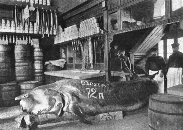 Волжская белуга весом в 72 пуда (1152 кг), выставленная в московском магазине купца Бобкова,1910 год. Источник: Русская семерка 