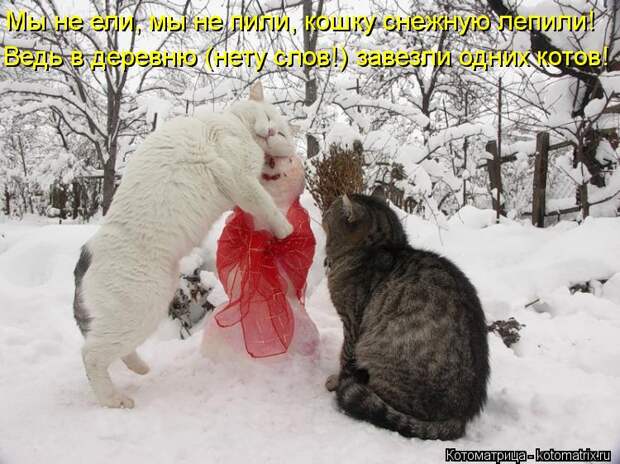 Котоматрица: Мы не ели, мы не пили, кошку снежную лепили! Ведь в деревню (нету слов!) завезли одних котов!