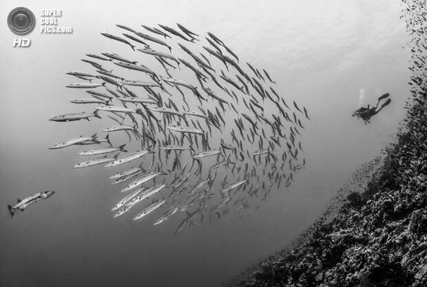 Категория: Wide-angle/Marine Life. 1 место. (Paul Colley/UnderwaterPhotography.com)
