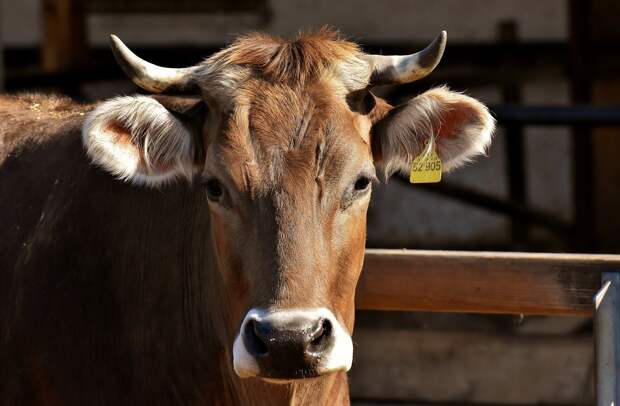 В Балезинском районе Удмуртии ввели карантин из-за болезни скота