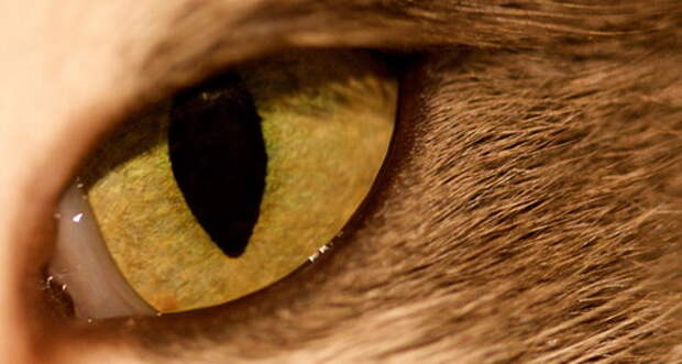 Глаза кошек фото 37