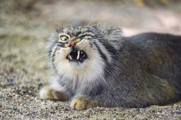 Felis manul