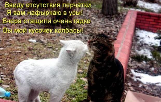 Котоматрица 14
