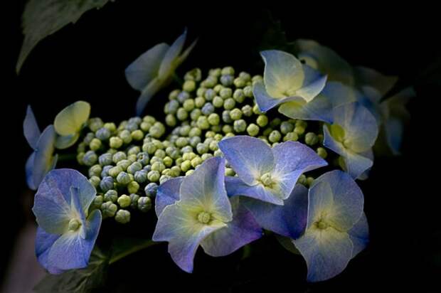 Цветы и нежность в фотографиях Angelika El.