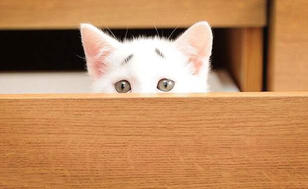 котенок с удивленными бровями