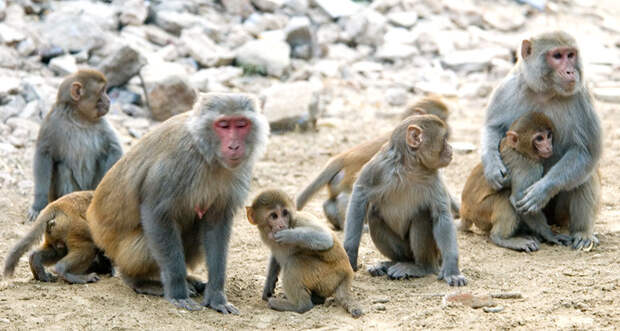 monkeys
