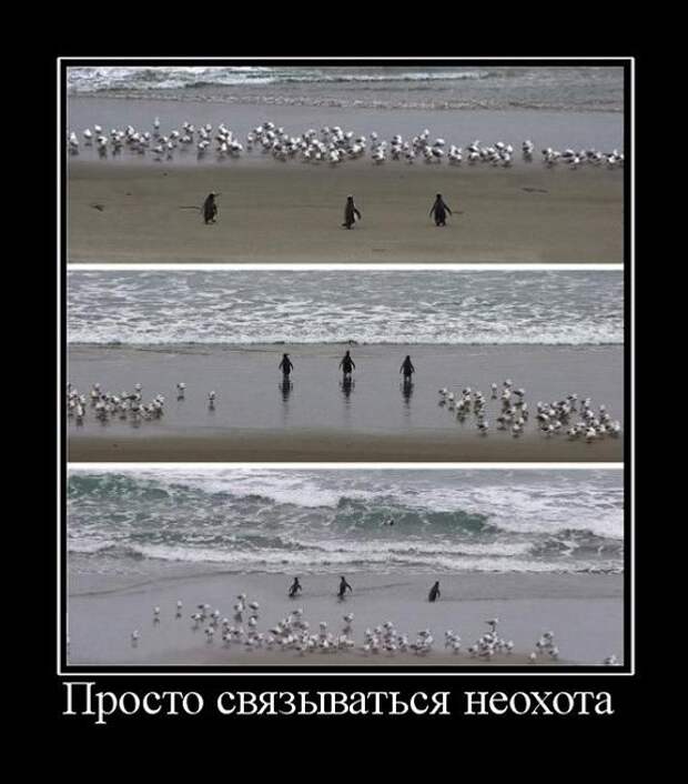 Демотиваторы (30 фото)