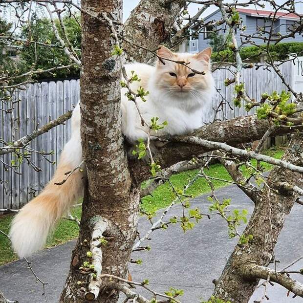 Котики, которых не надо спасать с деревьев. Им и так хорошо