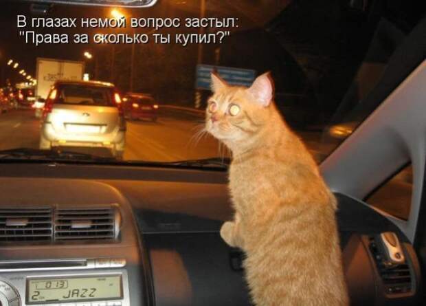 Кошачий фотопост! Кошачий фотопост! коты, юмор