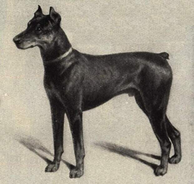 Хаски, бульдог, борзая: почему породы собак называются именно так