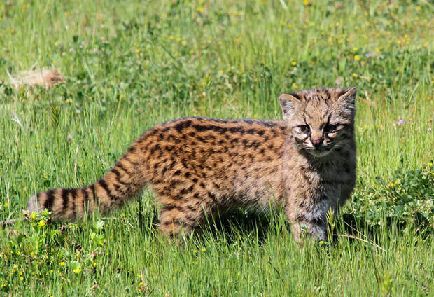 unusual-wild-cats-27__880