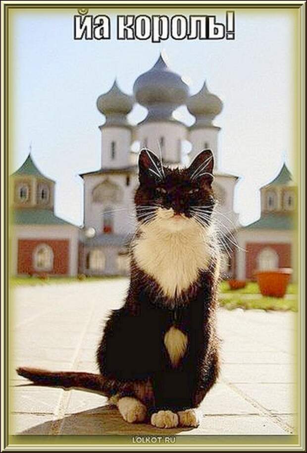 ЦАРСТВЕННАЯ  ОСОБА - кот Васька!