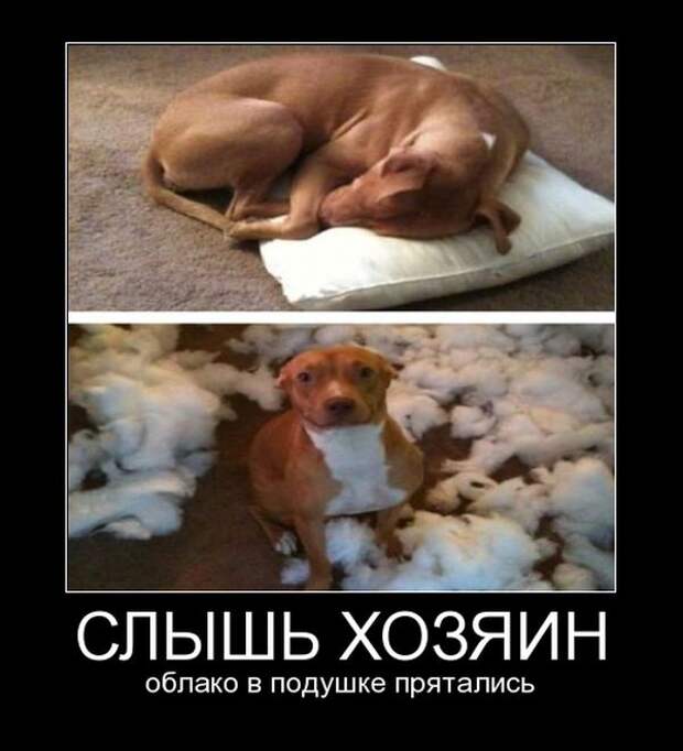 Демотиваторы (30 фото)