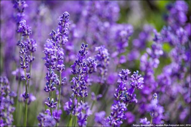 Lavenderfields02 Крымский Прованс. Лавандовые поля в Крыму