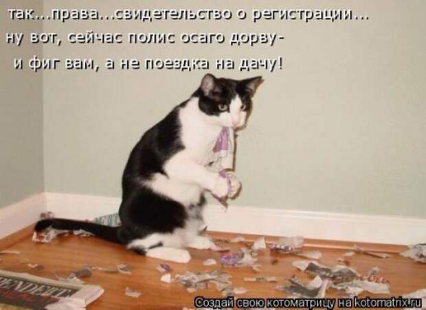 Ходячие котоматрицы. Няшные котейки Ходячие котоматрицы. Няшные котейки