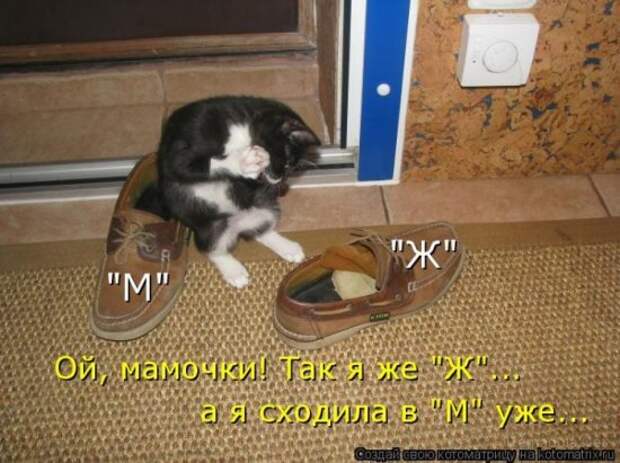 Несерьезные отношения (котоматрица)