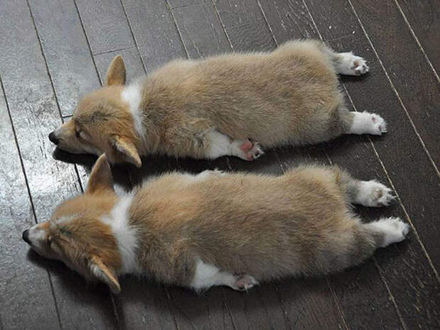 AnimalTwins02