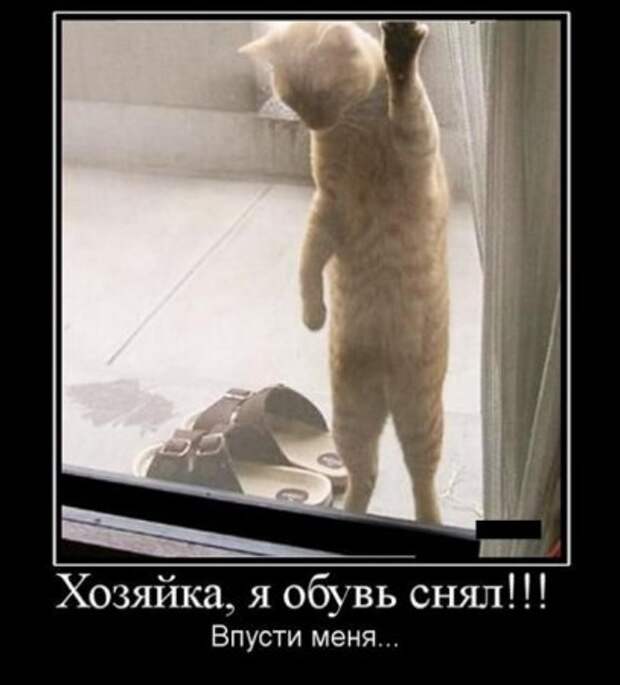 Демотиваторы приколы картинки, заряд отличного настроения!