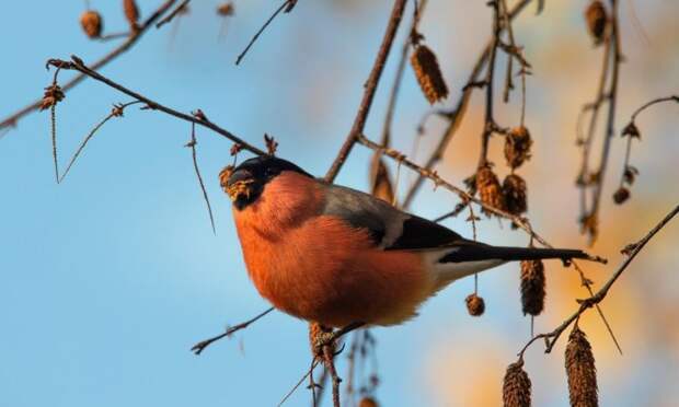 Где исчезли воробьи и снегири? Орнитолог о смене видового состава птиц Москвы