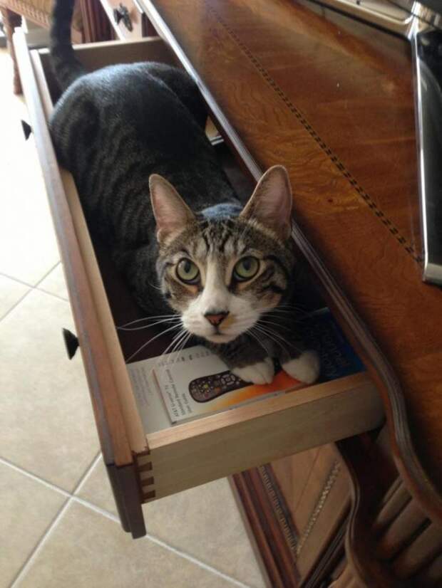 Коты в неожиданных местах Коты в неожиданных местах коты, места, неожиданные