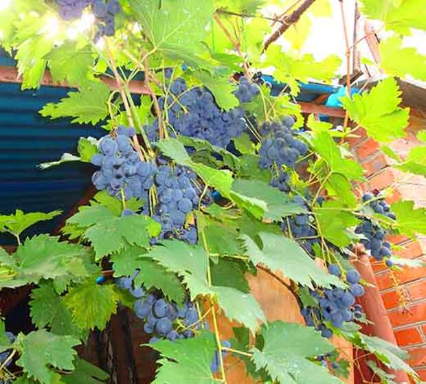 Плодовый виноград